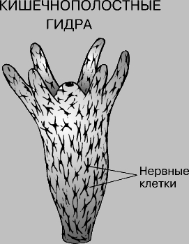 Актуальные ссылки на кракен тор